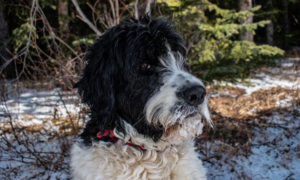 Santo Berdoodle