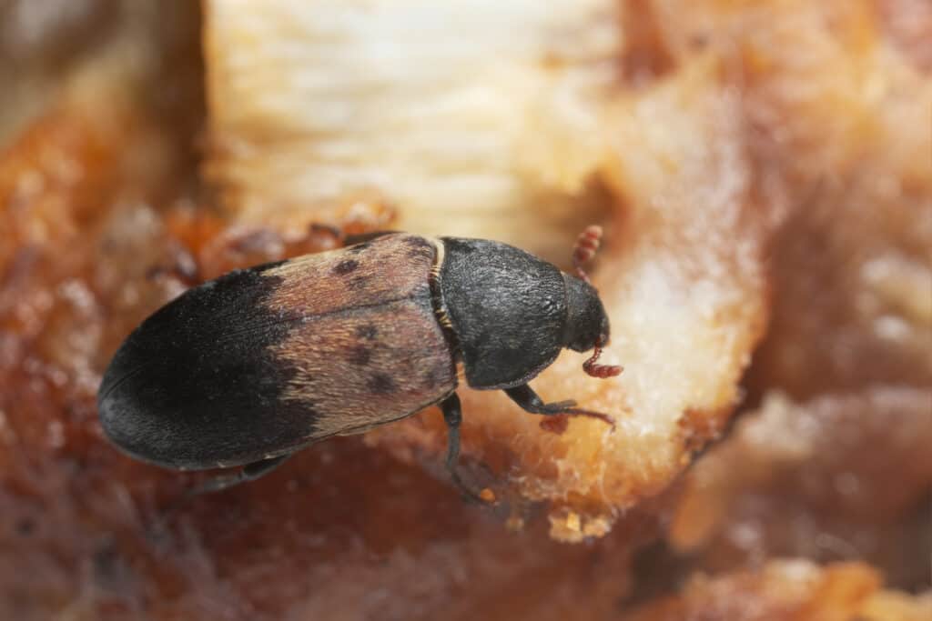 i coleotteri della dispensa abitano comunemente nelle aree di conservazione degli alimenti