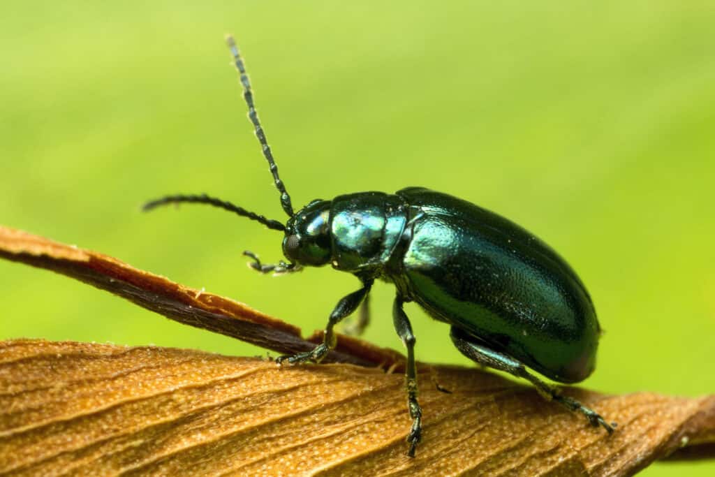 Scarabeo delle pulci verde brillante