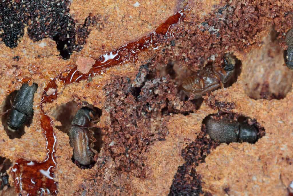 Piccolo scarabeo di corteccia di abete