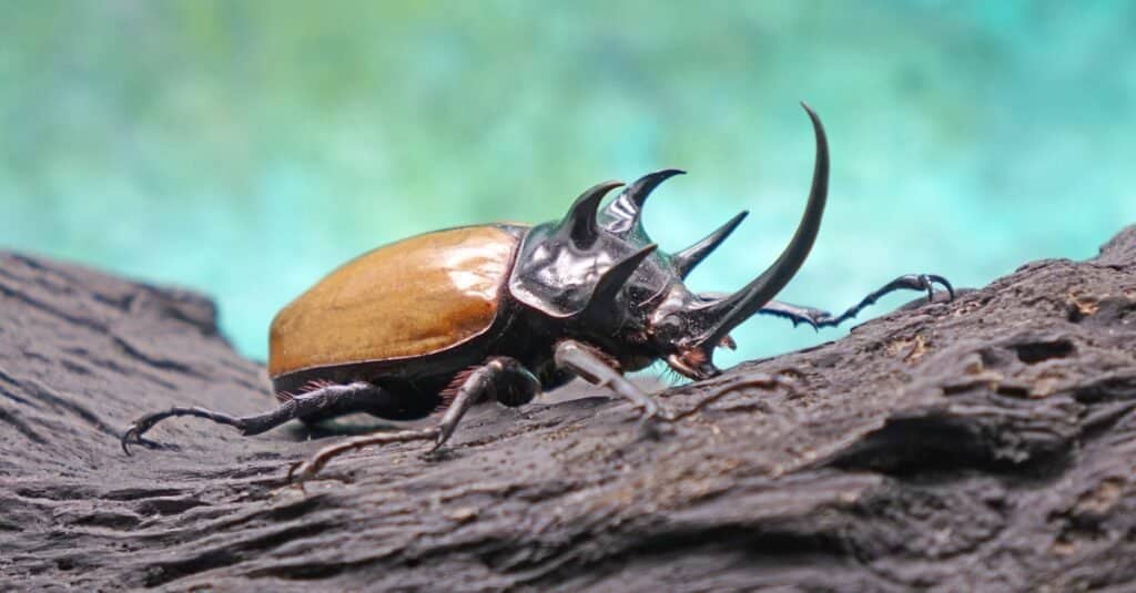 Lo scarabeo rinoceronte a cinque corna (Eupatorus graciliconis) noto come coleotteri Ercole, coleotteri unicorno o corno, nella foresta tropicale.