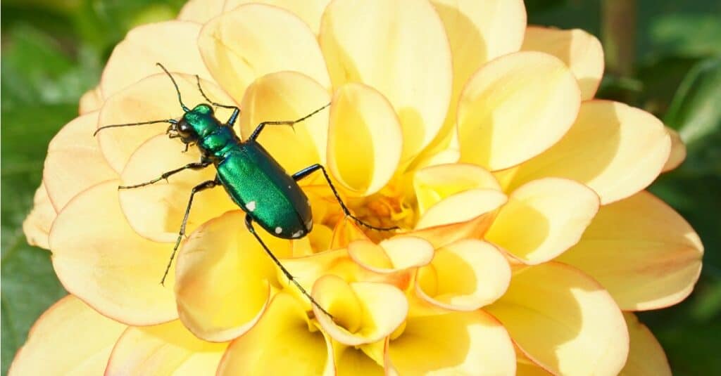 scarabeo tigre sul fiore giallo