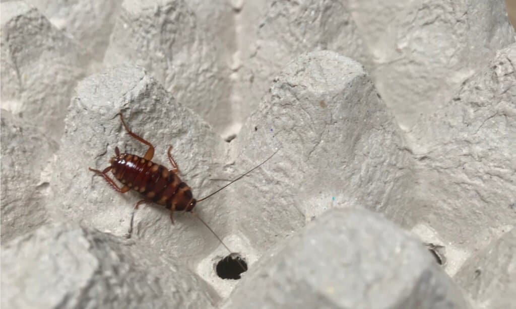   Immagine di uno scarafaggio dalla fascia marrone, una specie invasiva con distinte bande marroni sulle ali.  Trovato principalmente negli Stati Uniti. 