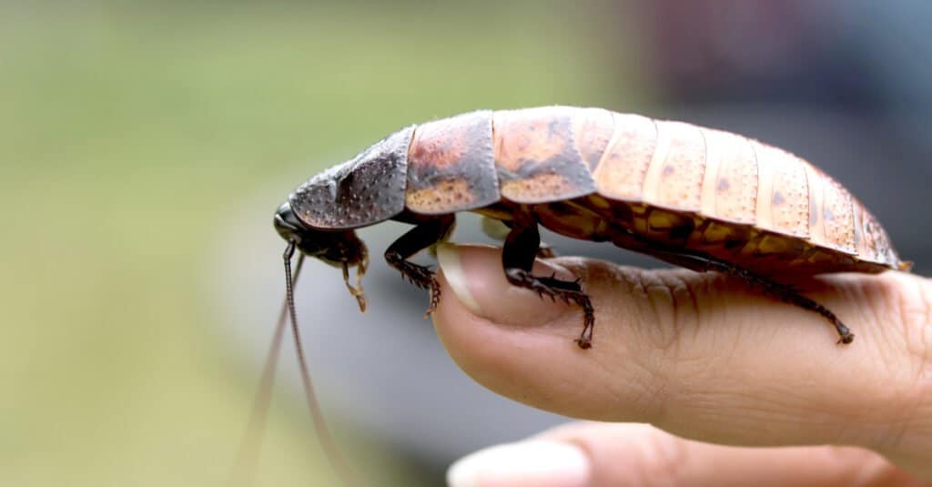Scarafaggio sibilante come animale domestico - Scarafaggio sibilante del Madagascar