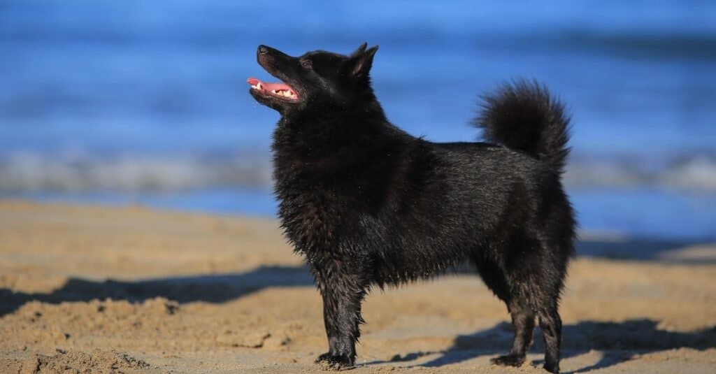 Schipperke che gioca in spiaggia.