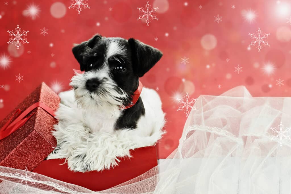 Un cucciolo di Parti Schnauzer bianco e nero con regali avvolti in rosso su uno sfondo rosso di festa