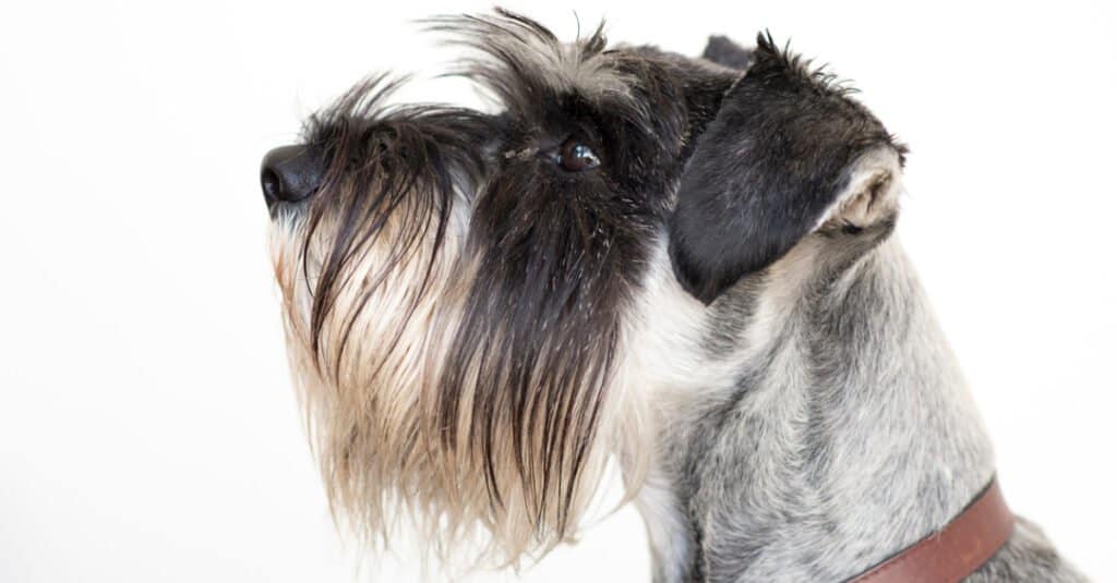 Profilo di Schnauzer standard