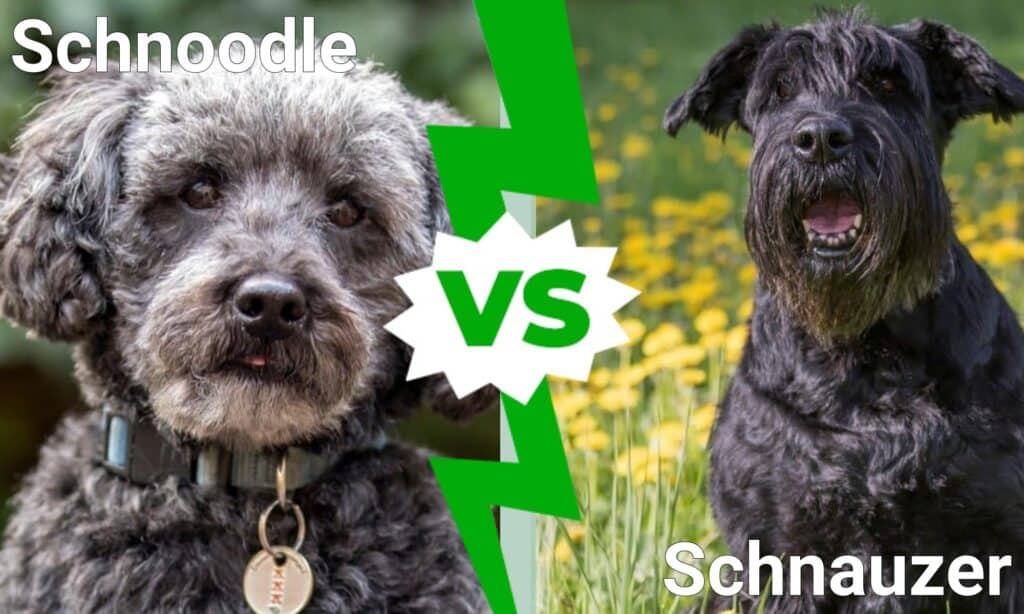 Schnoodle contro Schnauzer