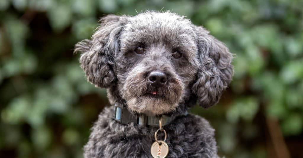 Schnoodle fuori nel parco