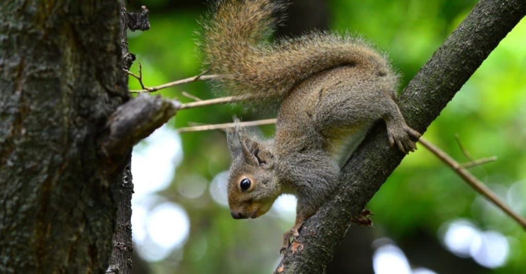 Scoiattolo giapponese che salta tra i rami nel giardino.
