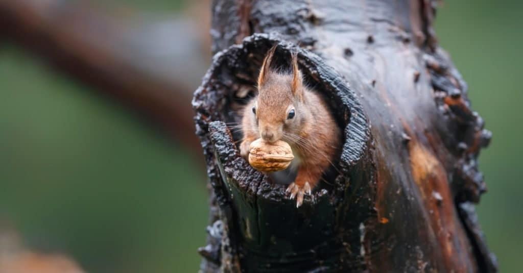Scoiattolo rosso che raccoglie cibo nella foresta.