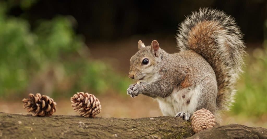 Scoiattolo carino nel parco