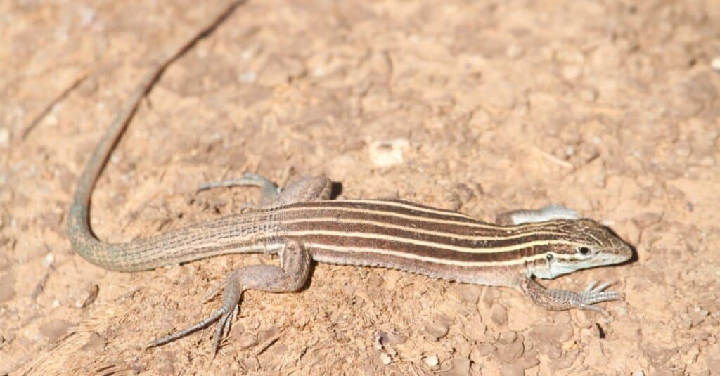 primo piano di una lucertola whiptail