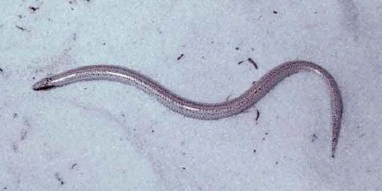 Scinco di sabbia