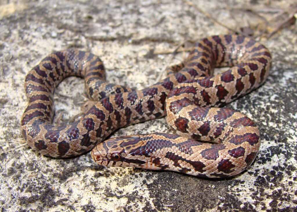 Serpente reale della prateria, Lampropeltis calligaster