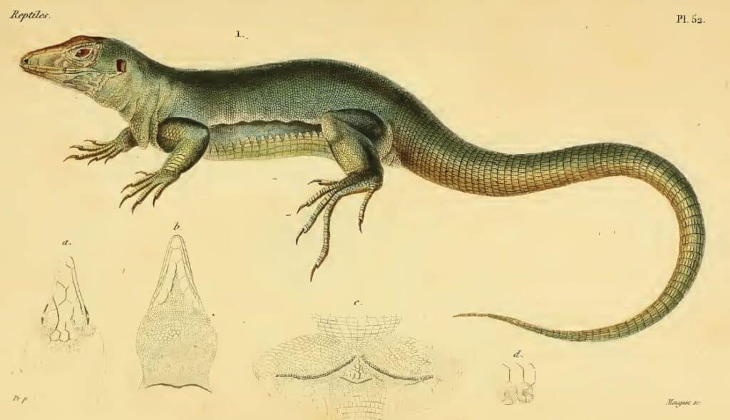 ameiva gigante della martinica