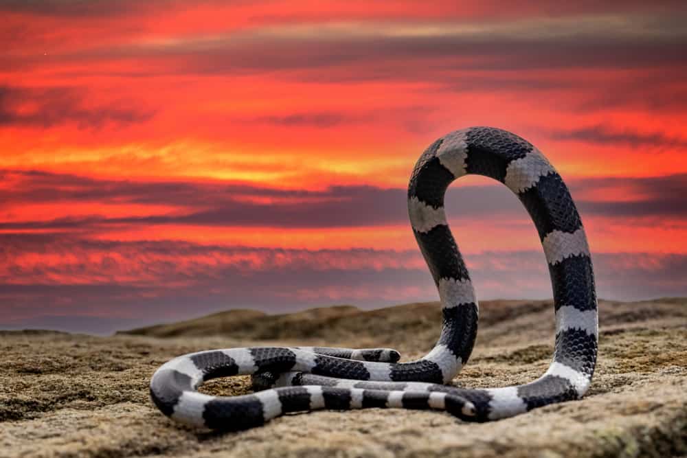 Serpente bandy bandy con cerchio