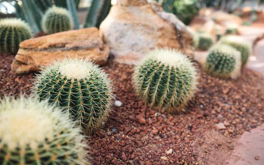 Una fila di cactus barile d'oro