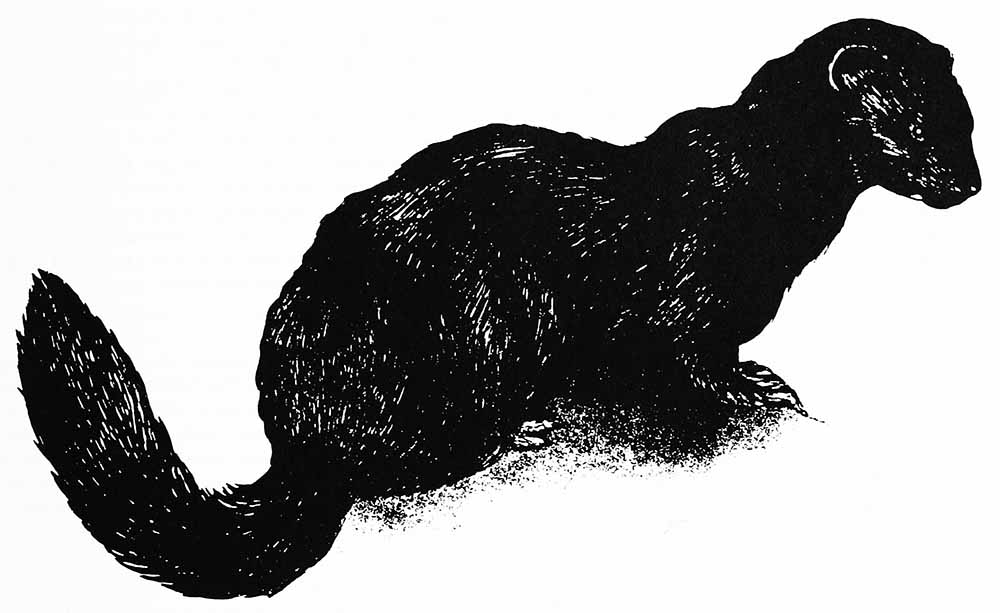 Un disegno in bianco e nero di un visone marino