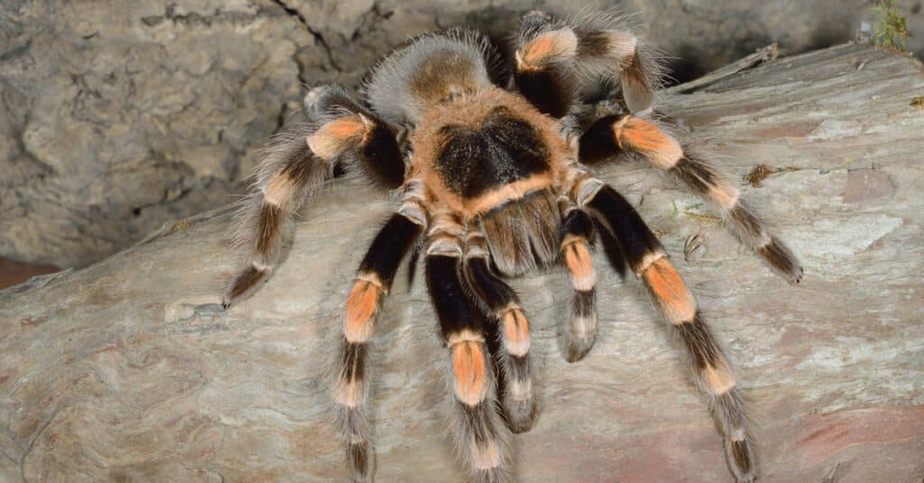 Animali che muoiono - Tarantola messicana dal ginocchio rosso