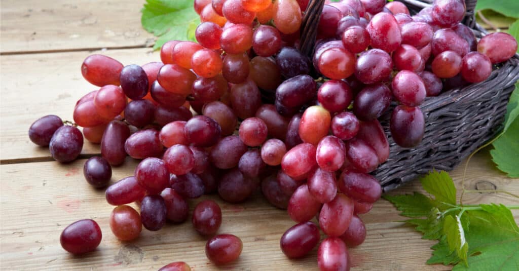 L'uva è pericolosa - Uva rossa