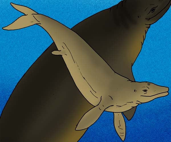 Zygorhiza kochii