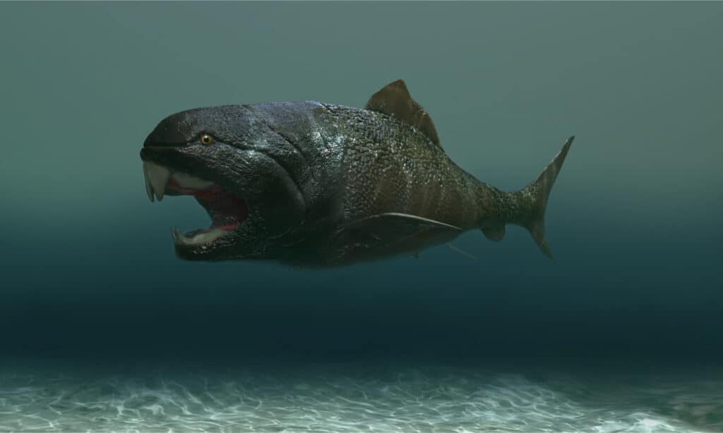 Rendering 3D di dunkleosteus