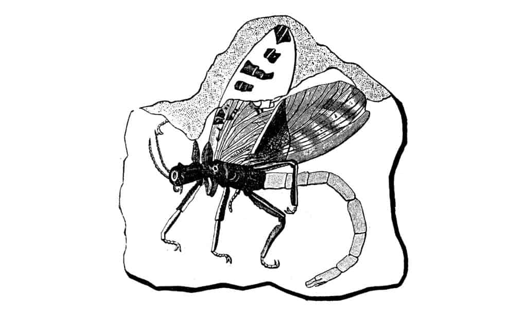 Protopasma
