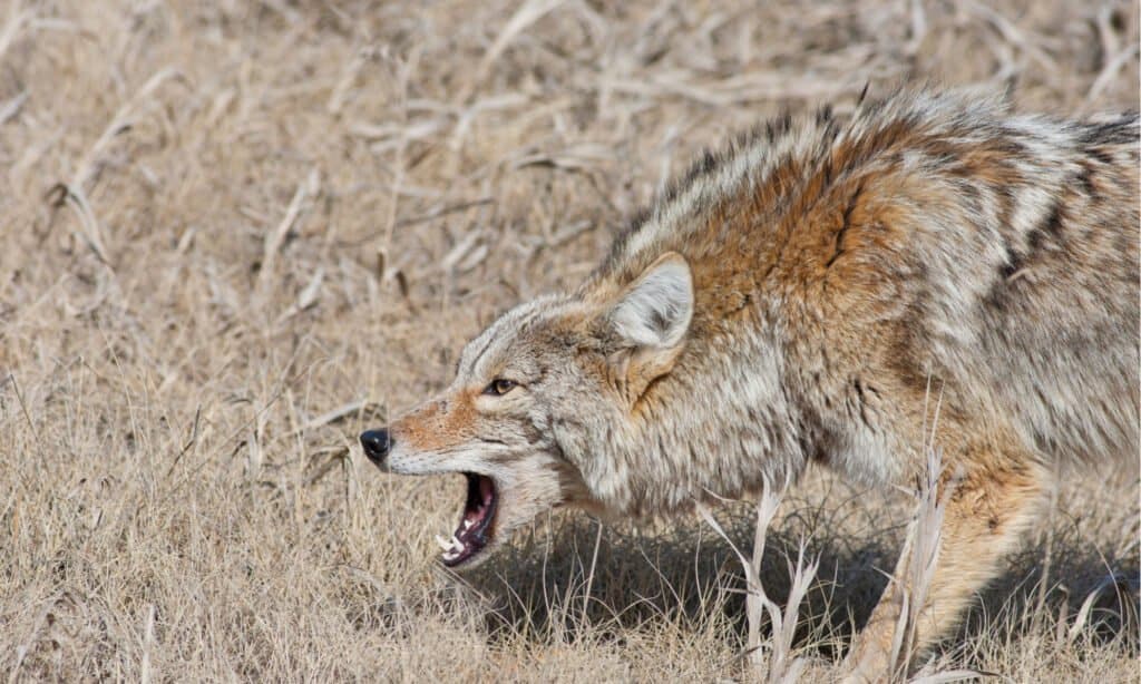 Coyote che ringhia