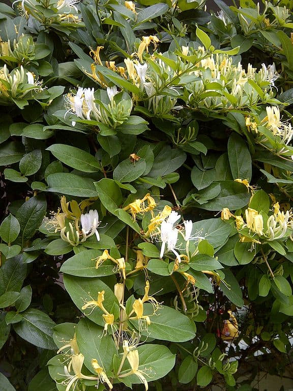 Lonicera japonica Caprifoglio giapponese