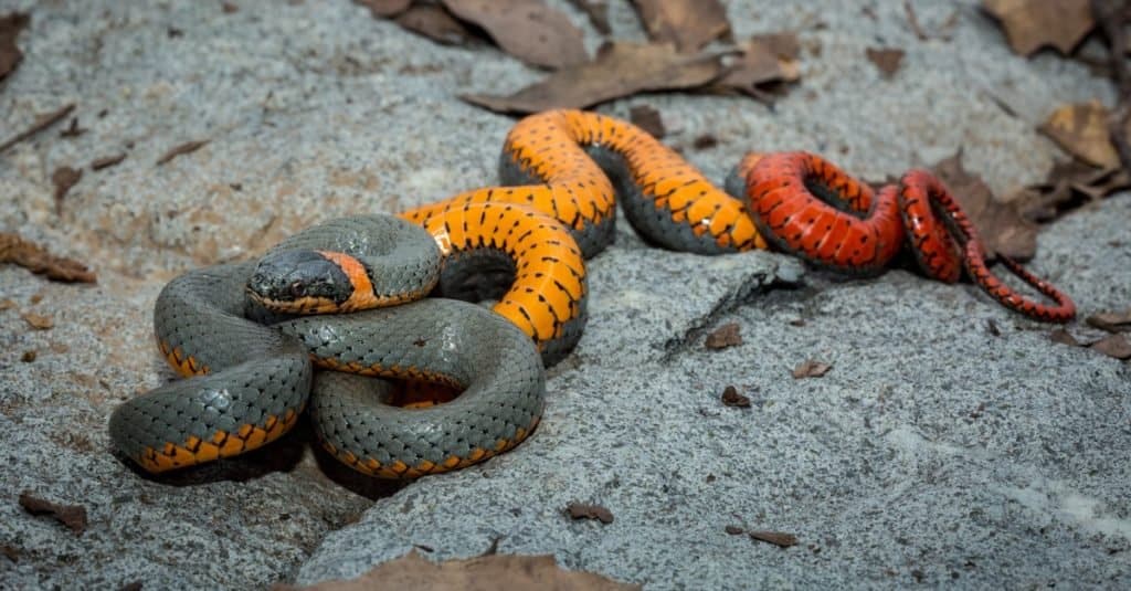 Serpenti più piccoli: serpente Ringneck