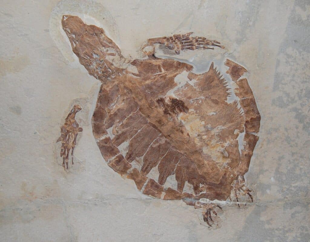 Tartarughe protostegidi