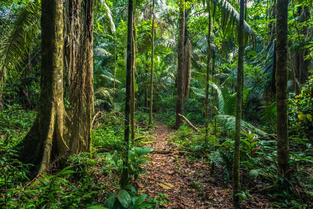 Foresta pluviale amazzonica