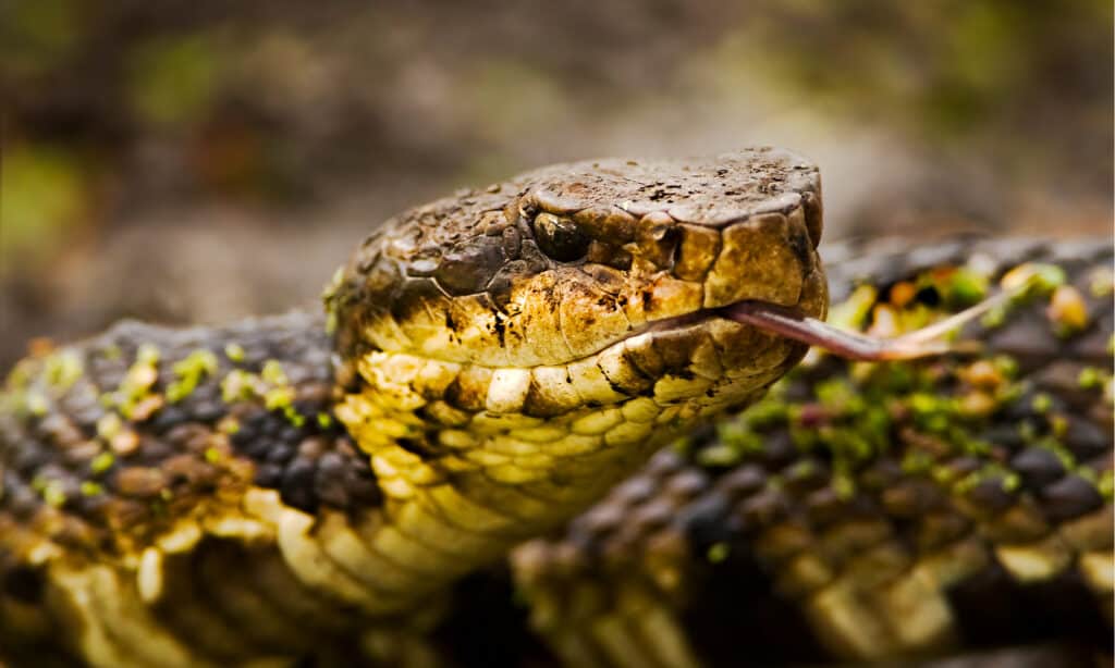 Serpenti d'acqua in Florida