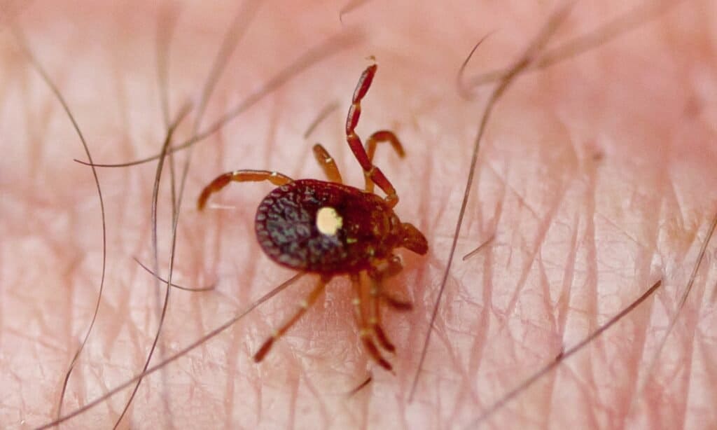 Lone Star Tick (Amblyomma americanum) sulla pelle umana.  Le zecche solitarie sembrano piccoli granchi, con corpi rotondi e grassi, otto zampe corte e un guscio duro.