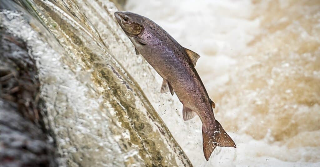 Steelhead vs salmone