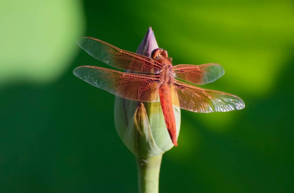 Libellula dello skimmer di fiamma su un fiore