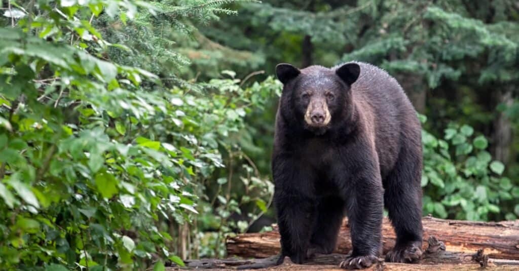 animali unici del Nord America: l'orso nero americano