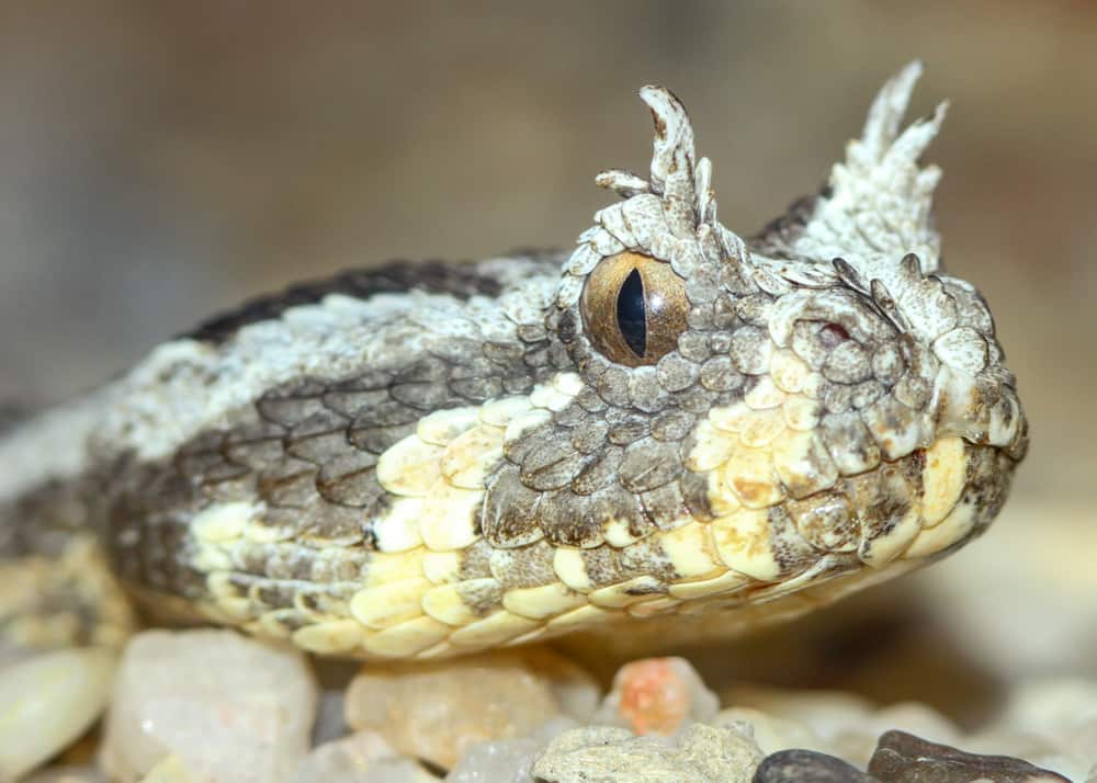 Molte vipere cornute Bitis cornuta