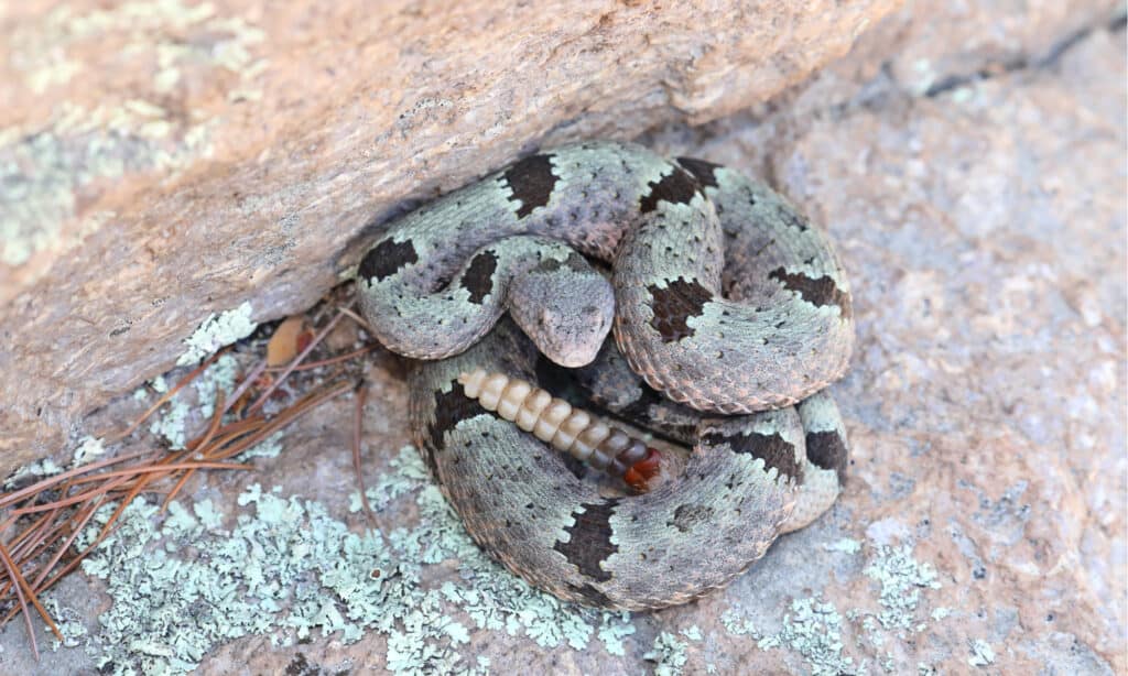 Serpente a sonagli rock fasciato