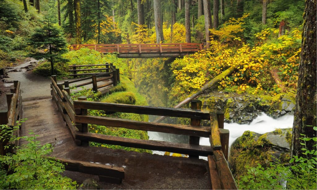 Parchi nazionali da visitare ad aprile - Olympic National Park 