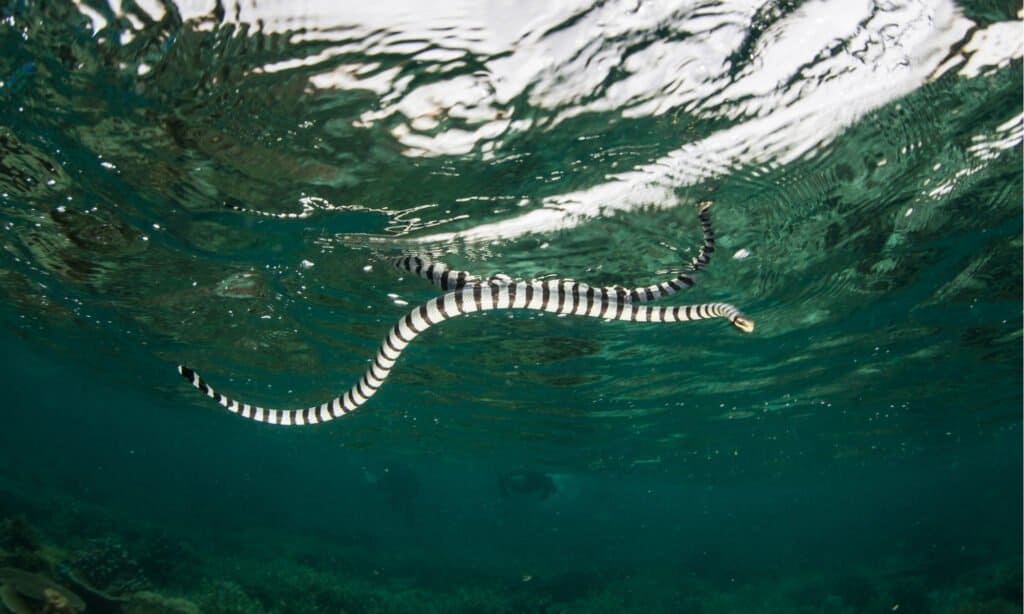 Nuoto di Krait del mare fasciato nero
