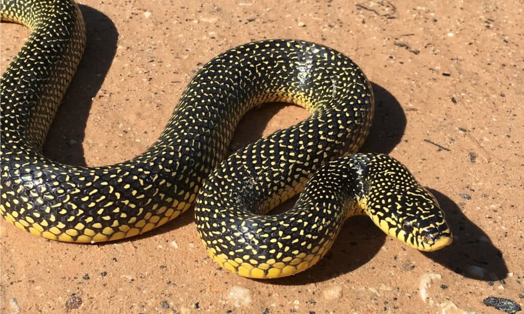 Scopri i serpenti X più grandi e pericolosi del Texas quest'estate