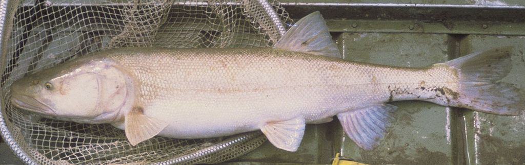 Pikeminnow del Colorado (Ptychocheilus lucius)