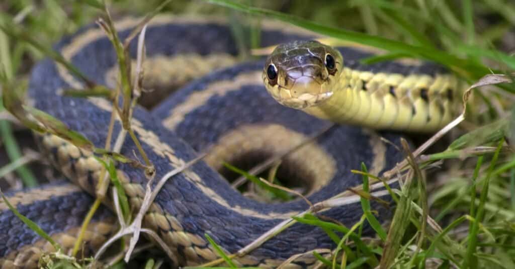 Migliori serpenti domestici