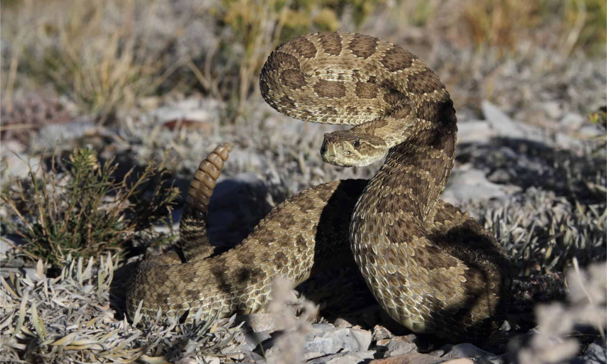 Serpente a sonagli della prateria