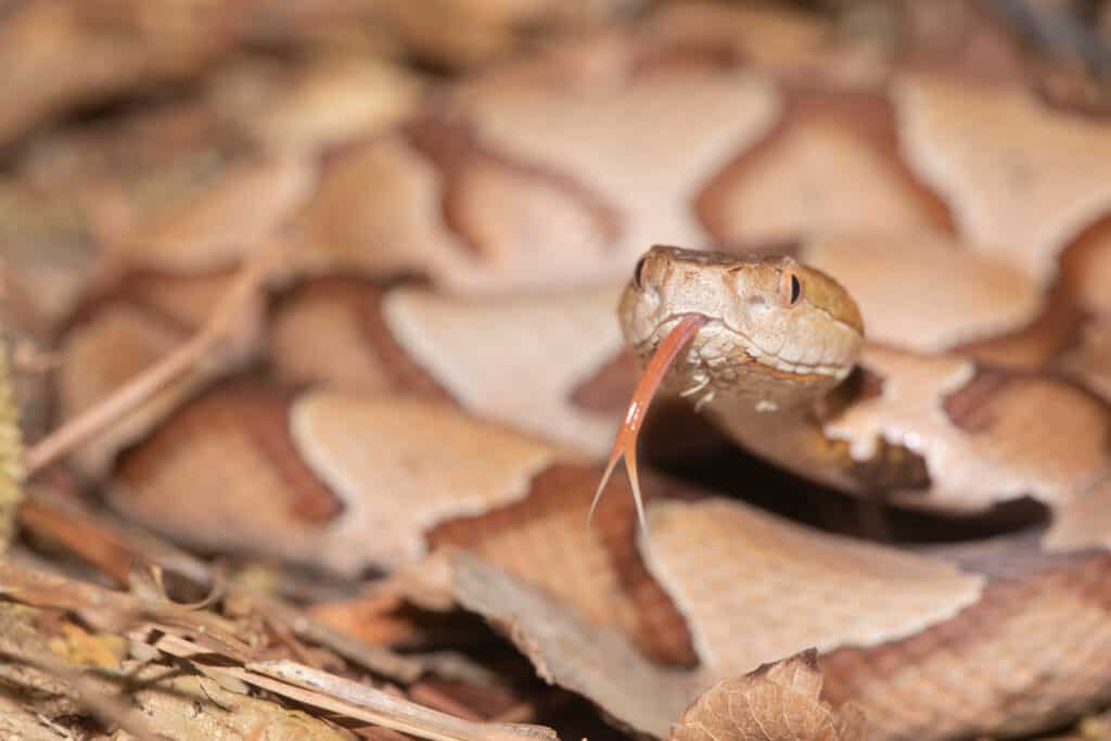 Copperhead meridionale sulla costa della Carolina del Nord