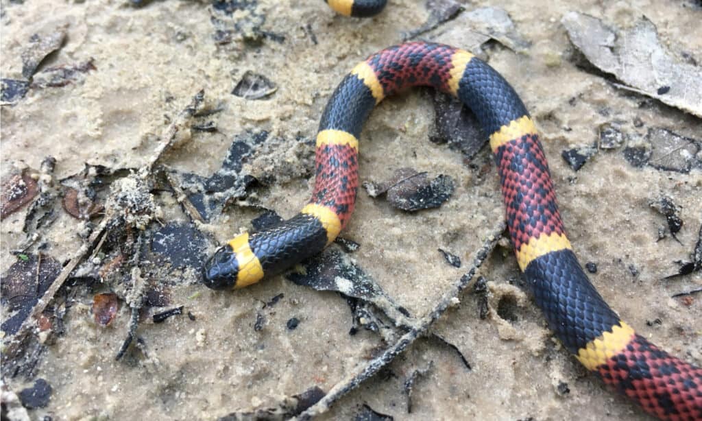 Il serpente corallo del Texas ha bande di nero, giallo e rosso.