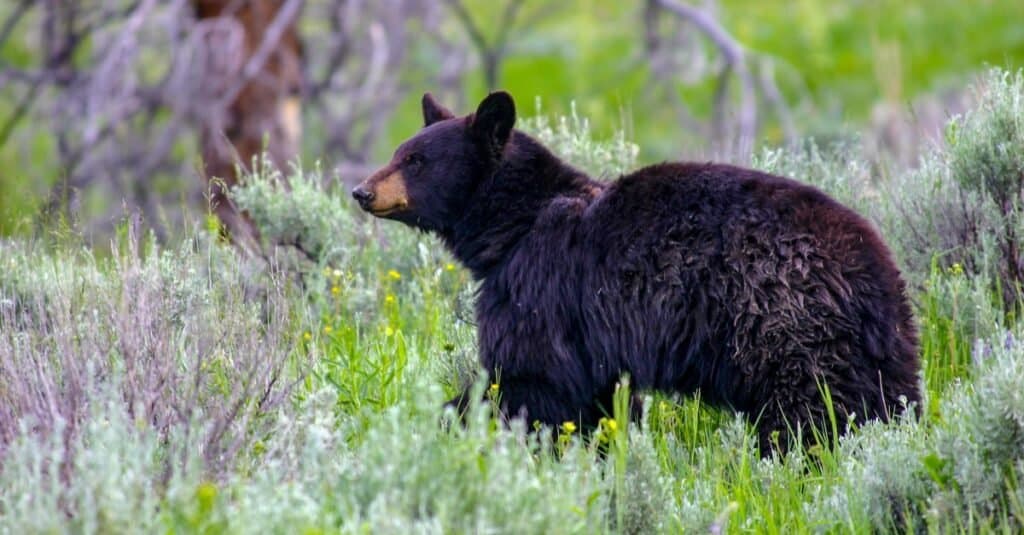 Popolazione dell'orso nero per stato