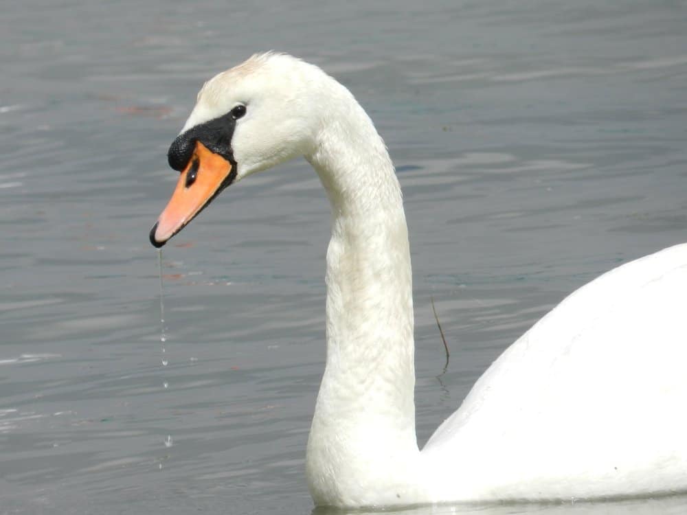 Cigno sul fiume Orwell